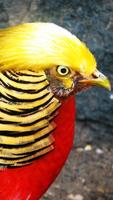 Golden Pheasant Wallpapers ảnh chụp màn hình 3