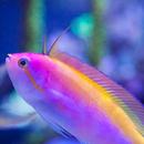 Lyretail Anthias Wallpapers APK