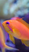 Lyretail Anthias Wallpapers capture d'écran 3