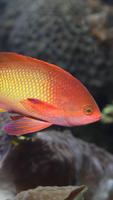 Lyretail Anthias Wallpapers ポスター