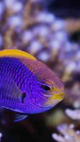 1 Schermata Lyretail Anthias Wallpapers