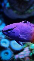 2 Schermata Lyretail Anthias Wallpapers