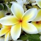 Plumeria Wallpapers 图标