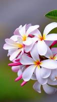 Plumeria Wallpapers 截图 1