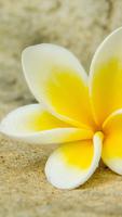 Plumeria Wallpapers 截图 3