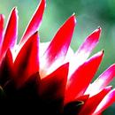 Proteas Wallpapers APK