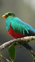 Quetzal Wallpapers screenshot 3