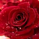 Rose Wallpapers APK