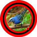 Canto de Azulao Parana Special M3 APK
