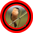 Canto de Caboclinho Special Mp3 APK