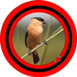 Canto de Caboclinho Special Mp3