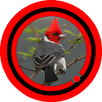 Canto de Cardeal Special Mp3 APK