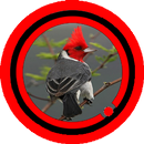 Canto de Cardeal Special Mp3 APK