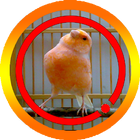 Suara Burung Kenari Loper Special Mp3 icono