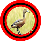 Icona Suara Burung Belibis