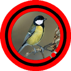 ikon Suara Burung Gelatik Wingko Special Mp3