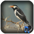 Chirping Pied Myna