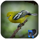 chirping Sirtu APK