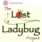 ikon Lost Ladybug