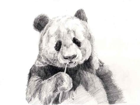 Pencil Drawing Techniques For Android Apk Download