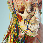 Human Body - Anatomy ไอคอน