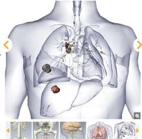 Human Body - Anatomy โปสเตอร์