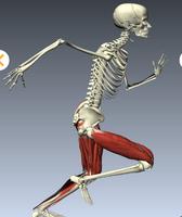 Human Body - Anatomy capture d'écran 1