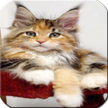 Cats  Wallpaper