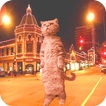 ”Cat Dancing