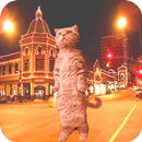 猫跳舞 APK