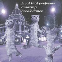 Cat Dancing ภาพหน้าจอ 3