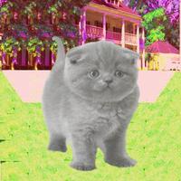 Talking Cat With Friends screenshot 2