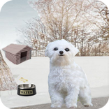 Говоря собак Джимми