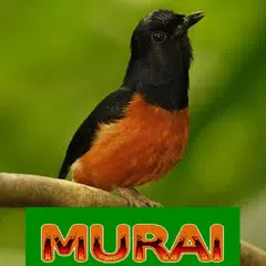 Master Kicau Murai XAPK 下載