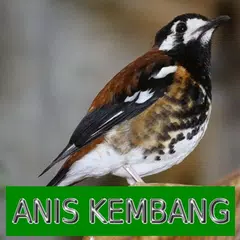 Master Kicau Anis Kembang