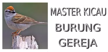Master Kicau Burung Gereja