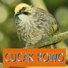 Master Kicau Cucak Rowo APK 下載