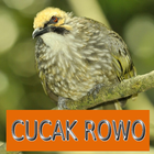 Master Kicau Cucak Rowo icône