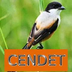 Master Kicau Cendet APK Herunterladen