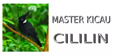 Master Kicau Cililin