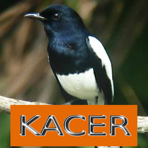 Master Kicau Kacer