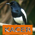 Master Kicau Kacer ikon
