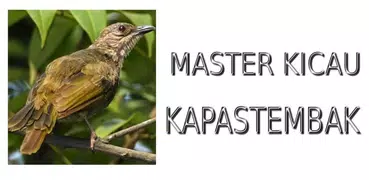 Master Kicau Kapas Tembak