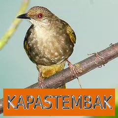 Descargar APK de Master Kicau Kapas Tembak