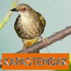 Скачать Master Kicau Kapas Tembak APK