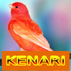 Master Kicau Kenari icono