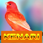 Master Kicau Kenari أيقونة