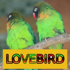 Master Kicau Lovebird アプリダウンロード