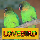 Master Kicau Lovebird ikona