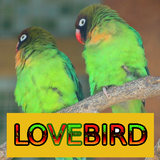 Master Kicau Lovebird simgesi